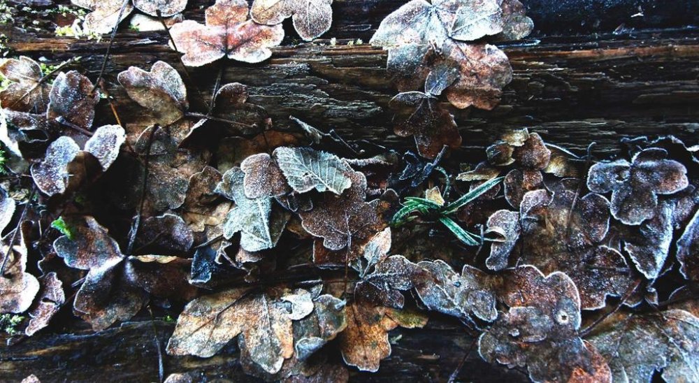 image diaporama