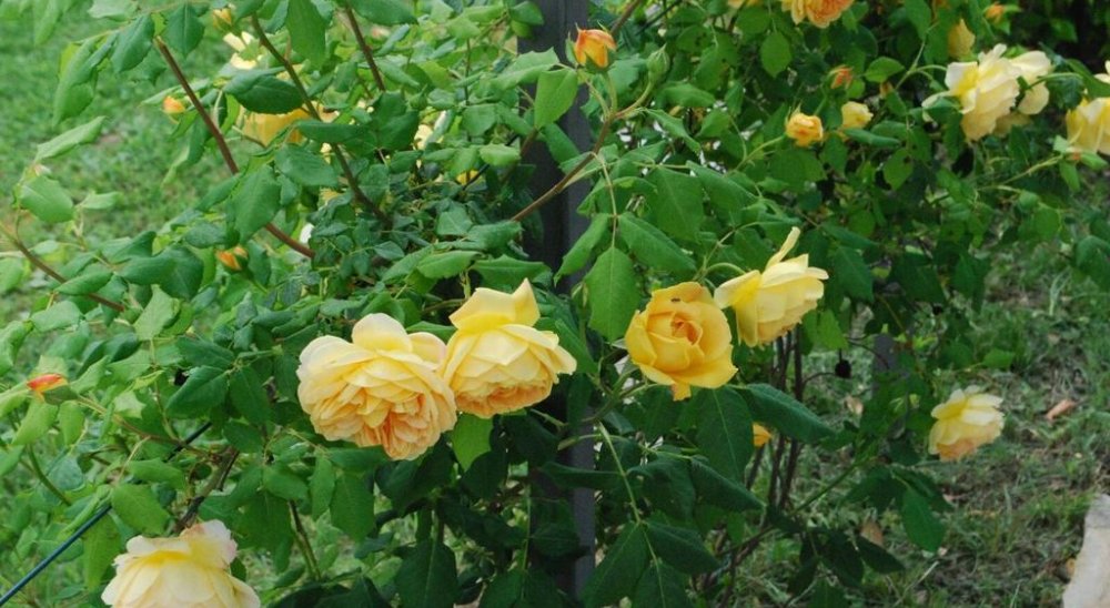 image diaporama