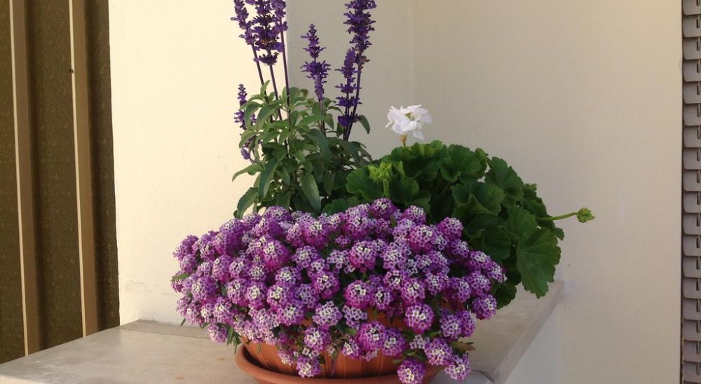 image diaporama